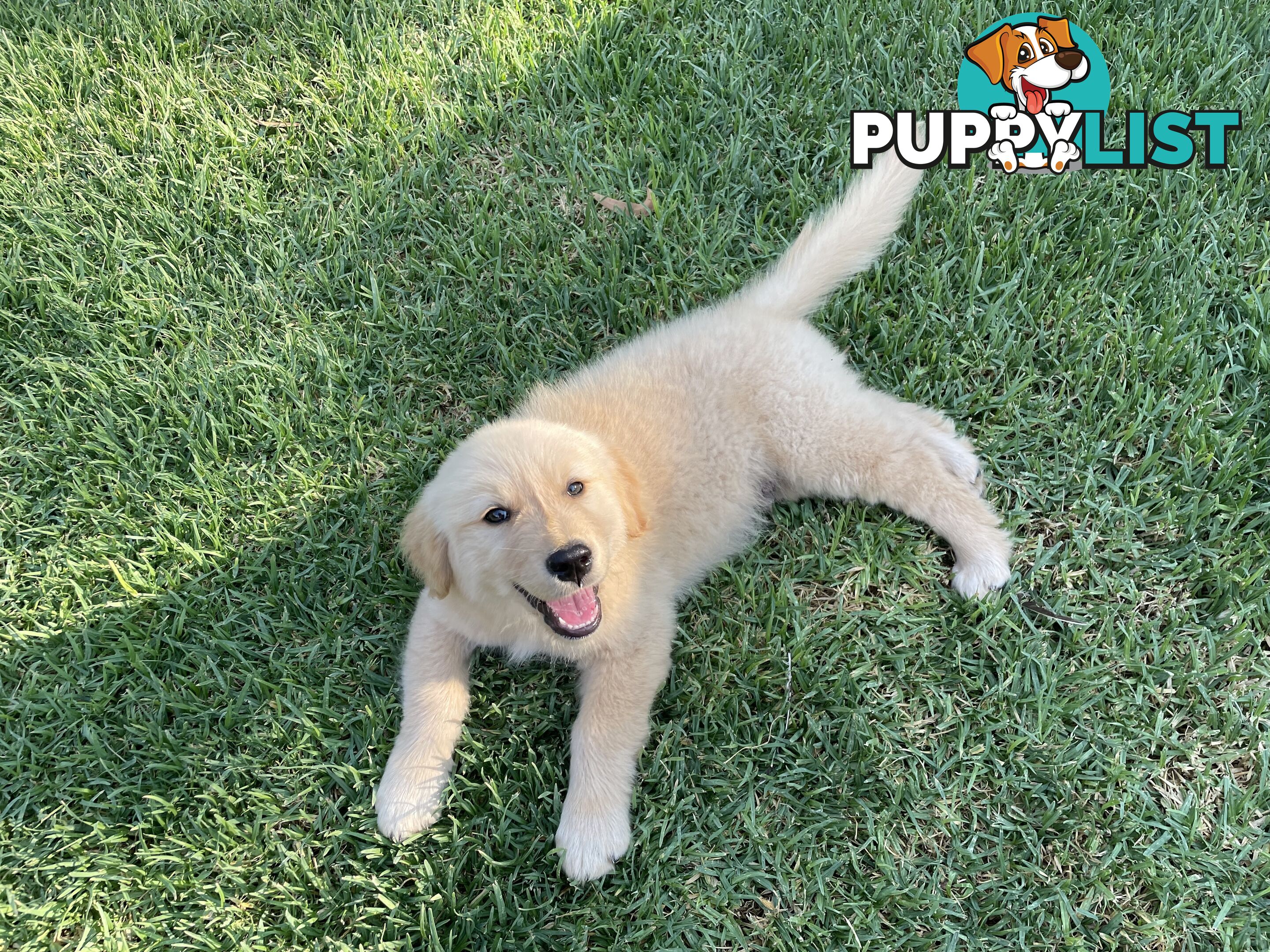 Golden Retriever Puppies