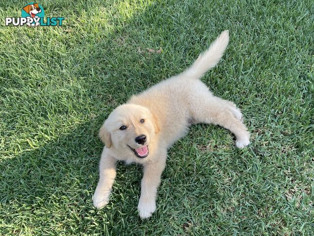 Golden Retriever Puppies