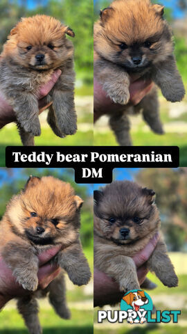 Pure bred teddy bear Pomeranian