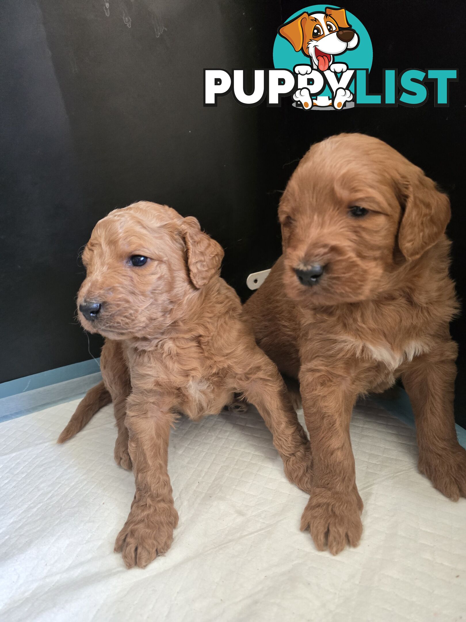 F1b Groodle male puppies Ready 1st August