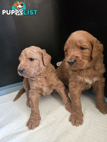 F1b Groodle male puppies Ready 1st August