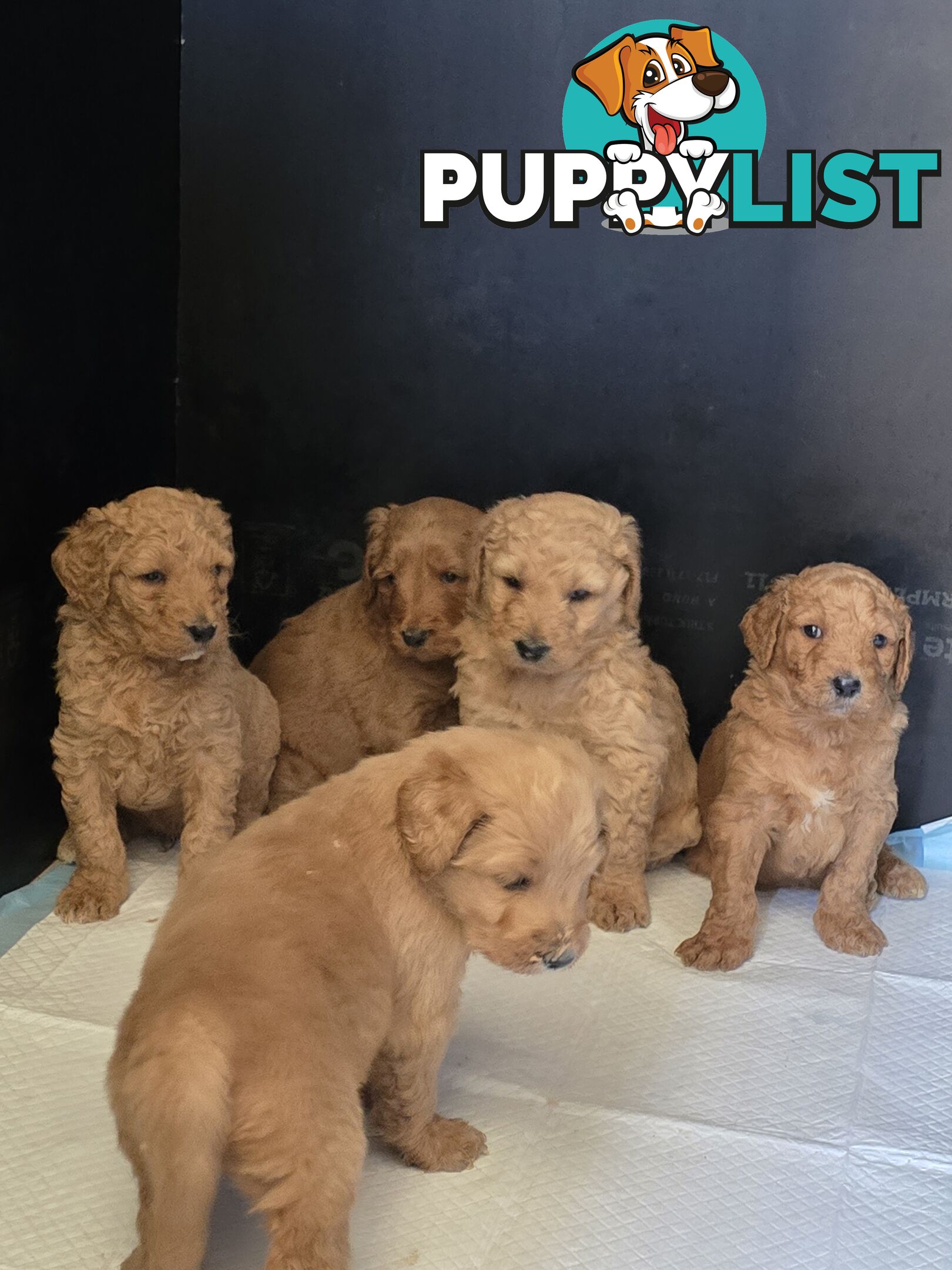 F1b Groodle male puppies Ready 1st August