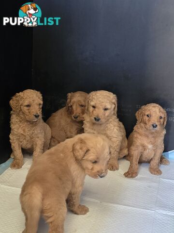 F1b Groodle male puppies Ready 1st August