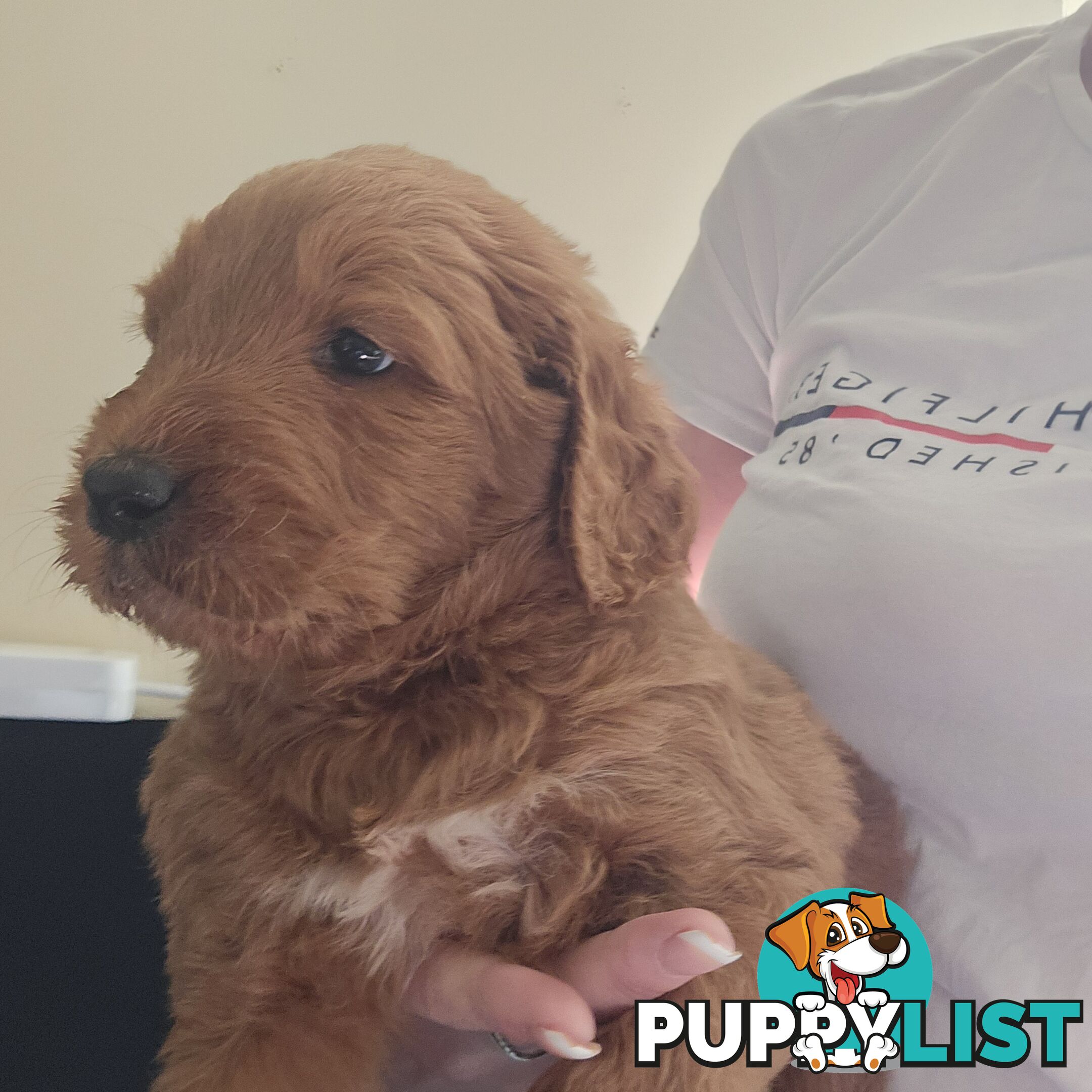 F1b Groodle male puppies Ready 1st August