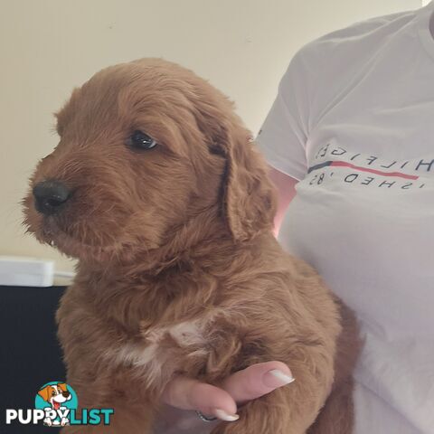 F1b Groodle male puppies Ready 1st August