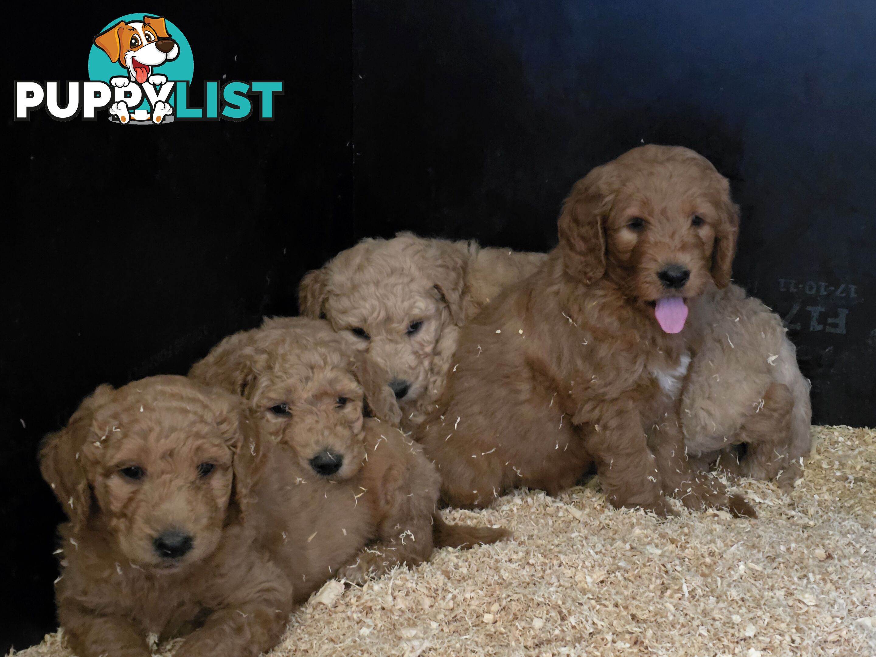 F1b Groodle male puppies Ready 1st August