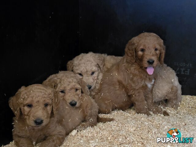 F1b Groodle male puppies Ready 1st August