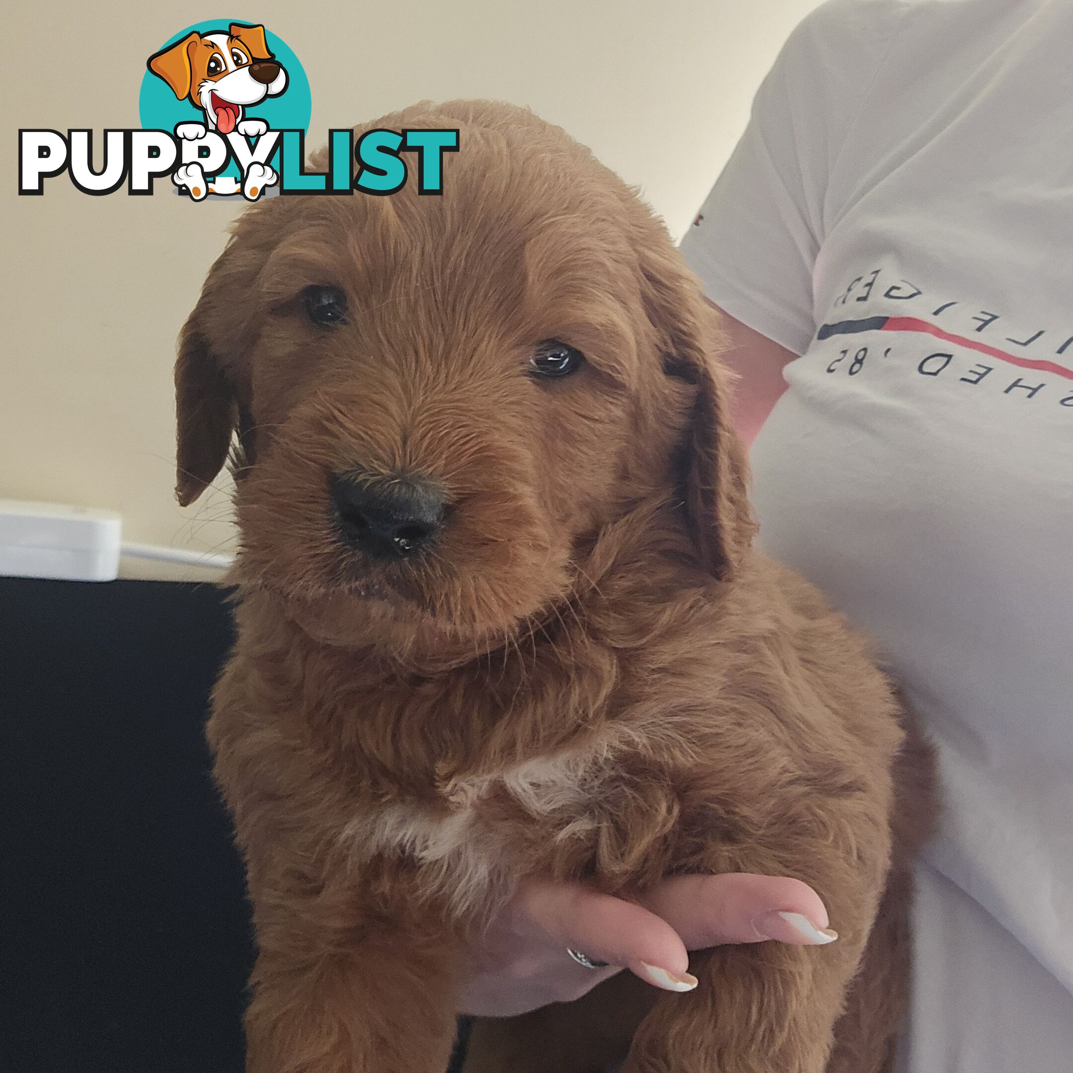 F1b Groodle male puppies Ready 1st August