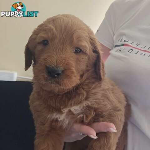 F1b Groodle male puppies Ready 1st August