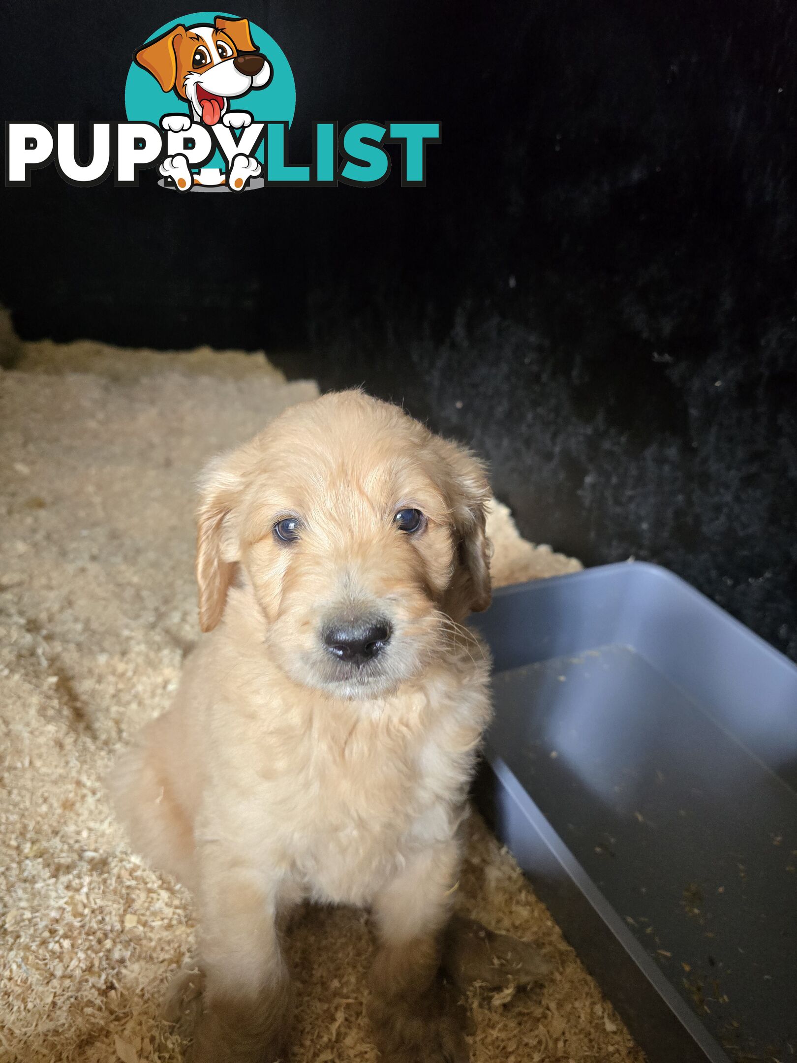 F1b Groodle male puppies Ready 1st August