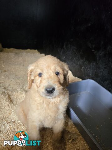 F1b Groodle male puppies Ready 1st August