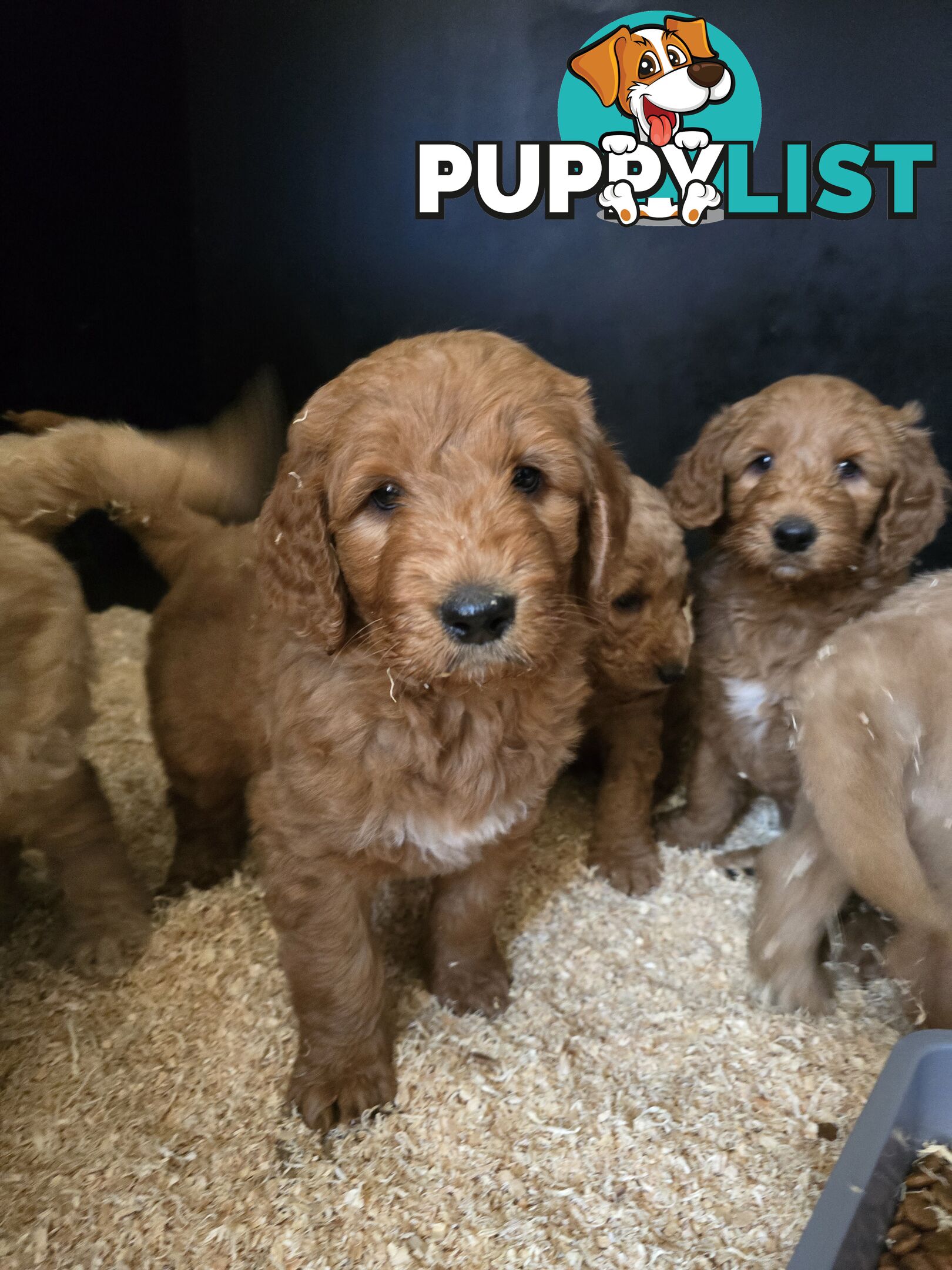 F1b Groodle male puppies Ready 1st August