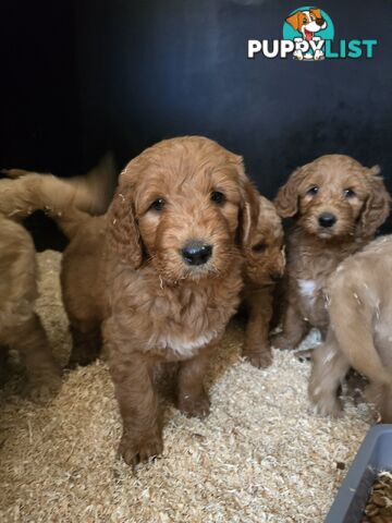 F1b Groodle male puppies Ready 1st August
