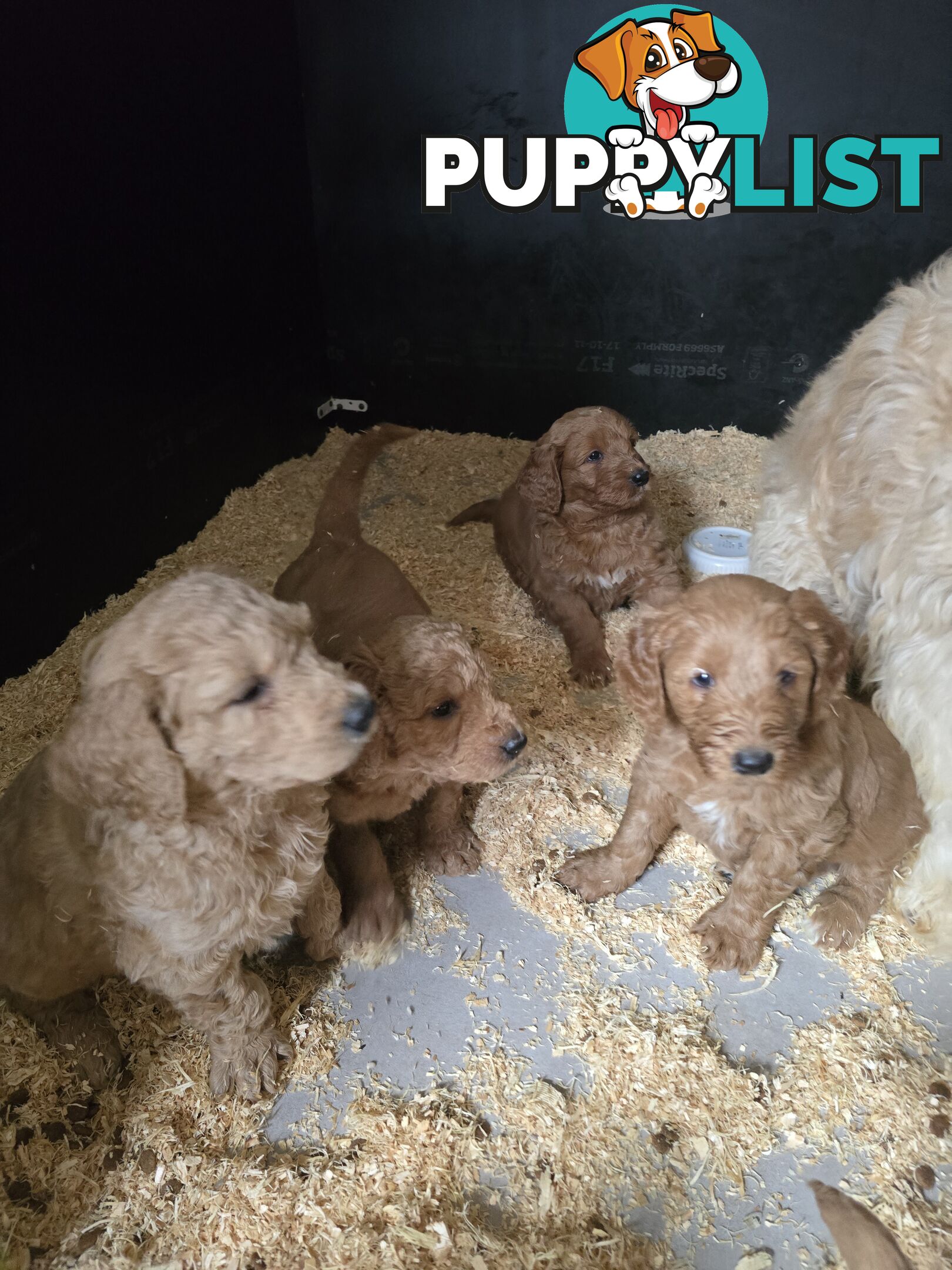 F1b Groodle male puppies Ready 1st August