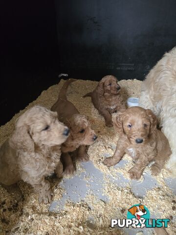 F1b Groodle male puppies Ready 1st August