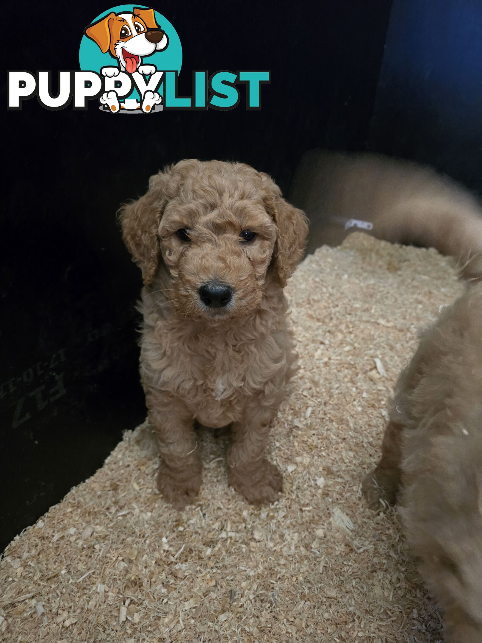 F1b Groodle male puppies Ready 1st August