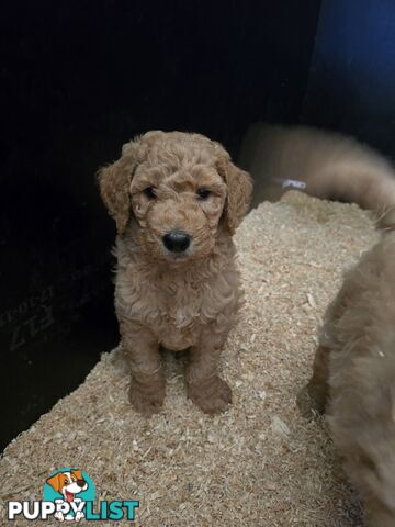 F1b Groodle male puppies Ready 1st August
