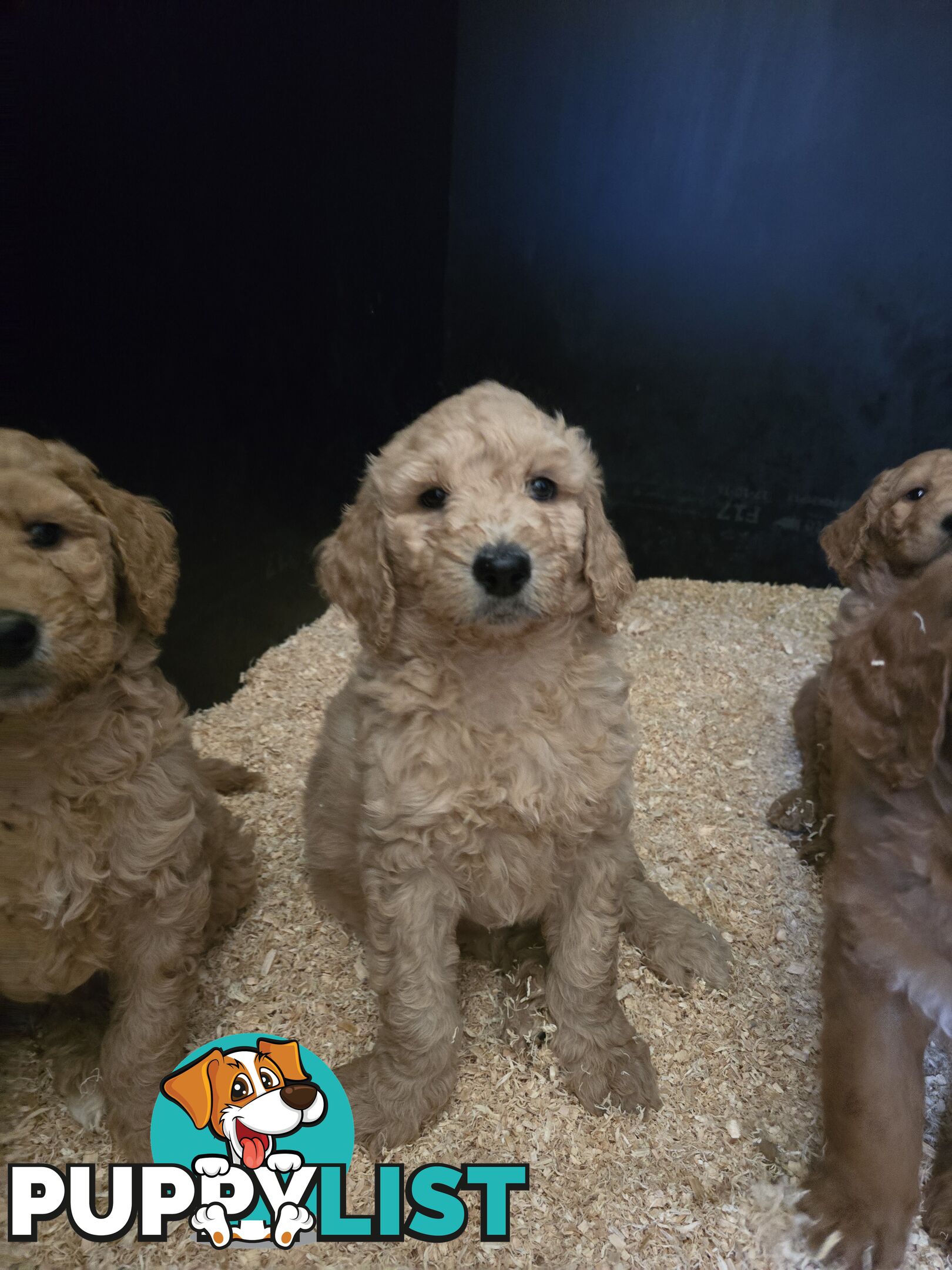 F1b Groodle male puppies Ready 1st August