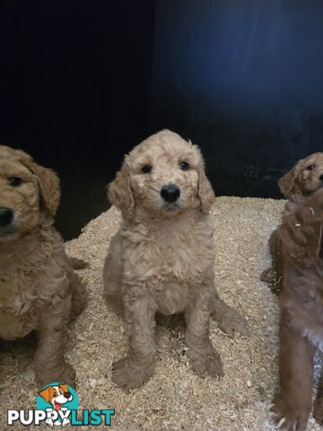 F1b Groodle male puppies Ready 1st August