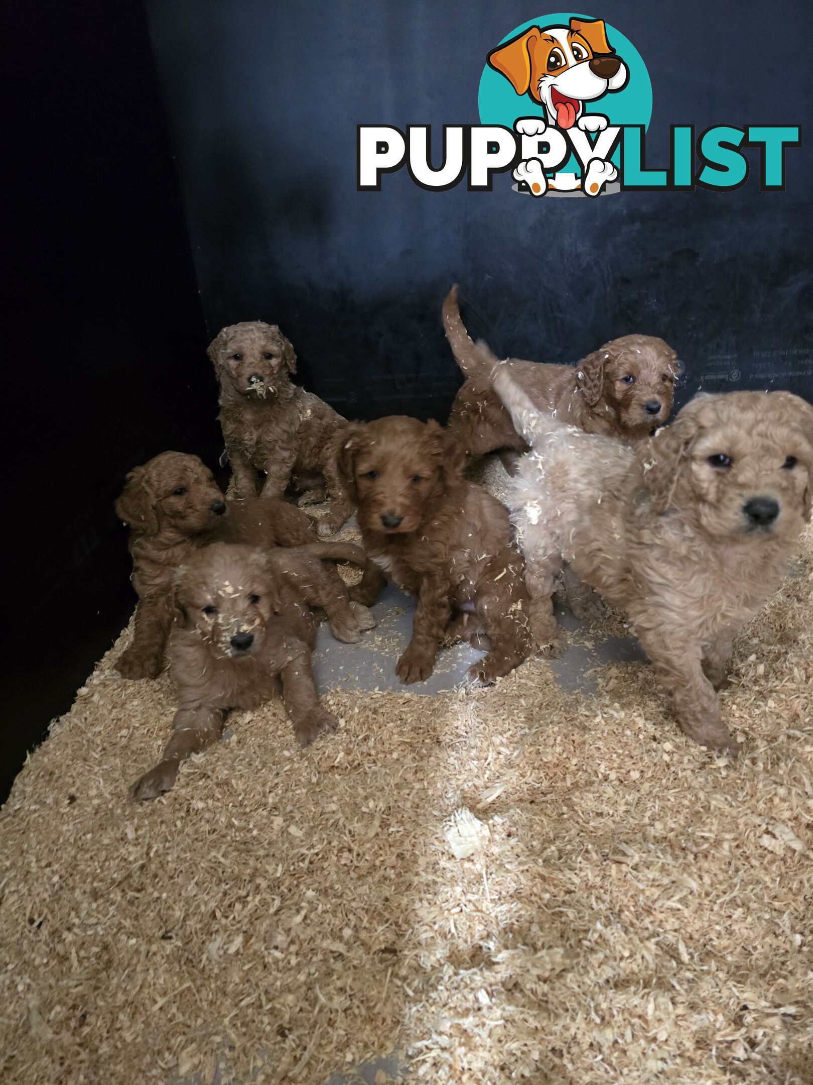 F1b Groodle male puppies Ready 1st August