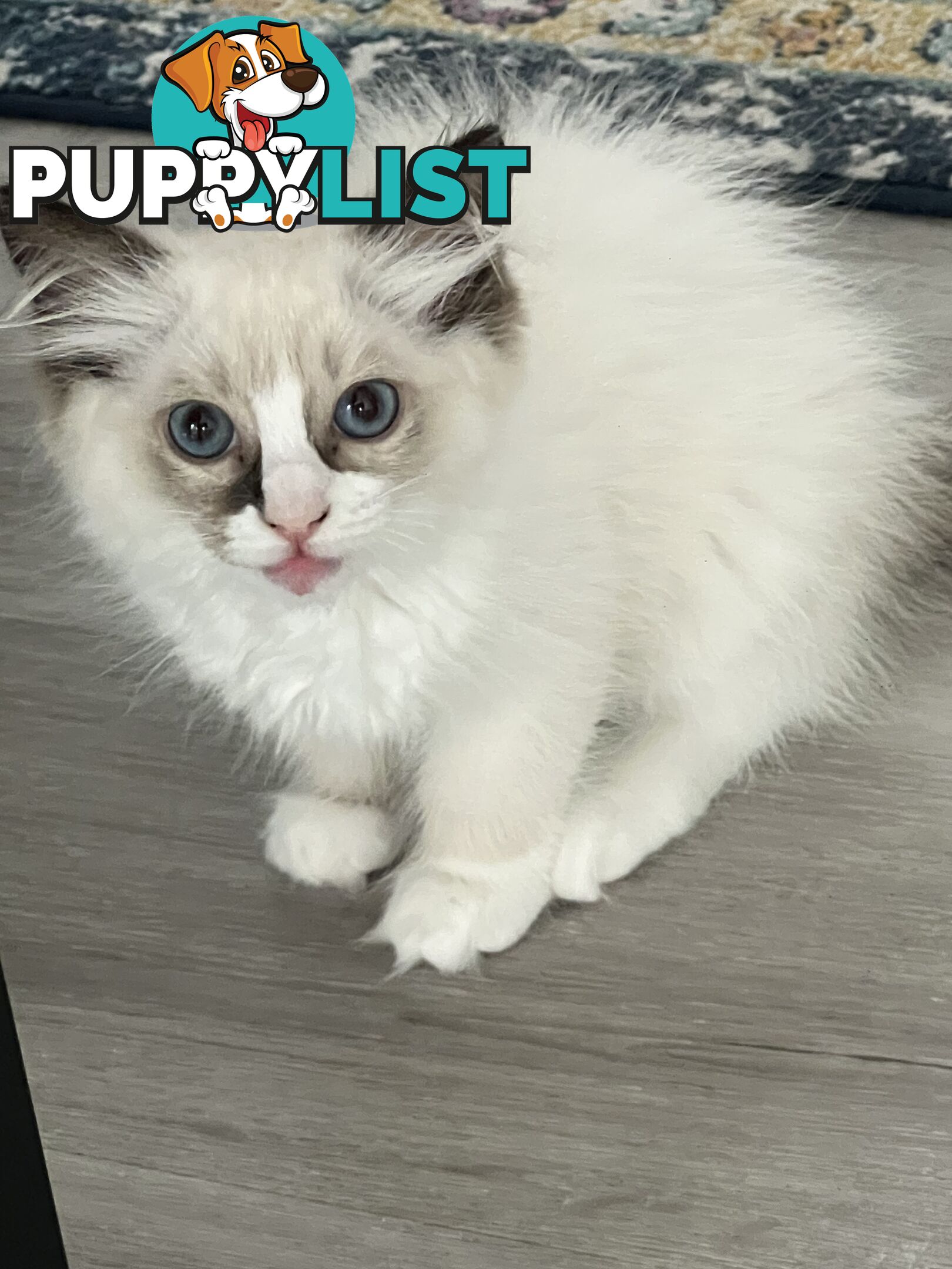 Pure breed Ragdoll