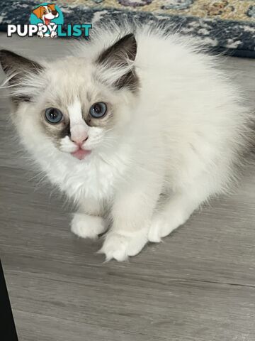 Pure breed Ragdoll