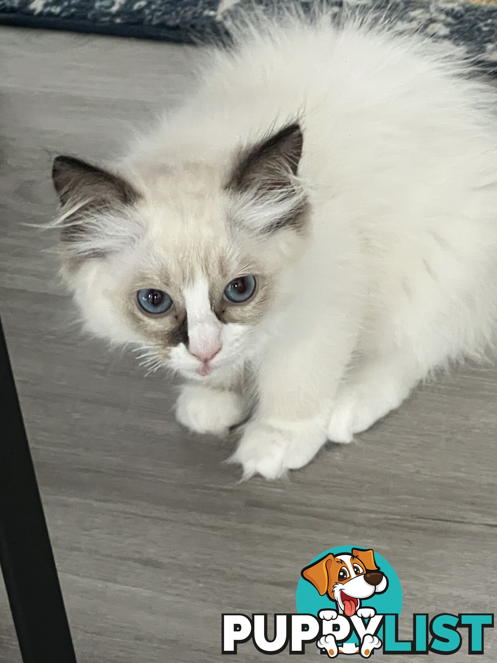 Pure breed Ragdoll