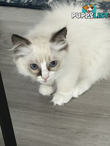 Pure breed Ragdoll