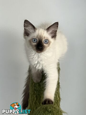 Pure breed Ragdoll