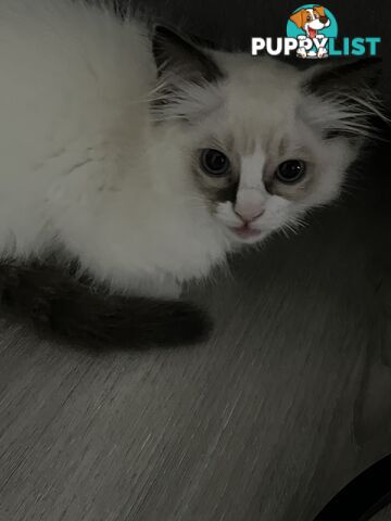 Pure breed Ragdoll