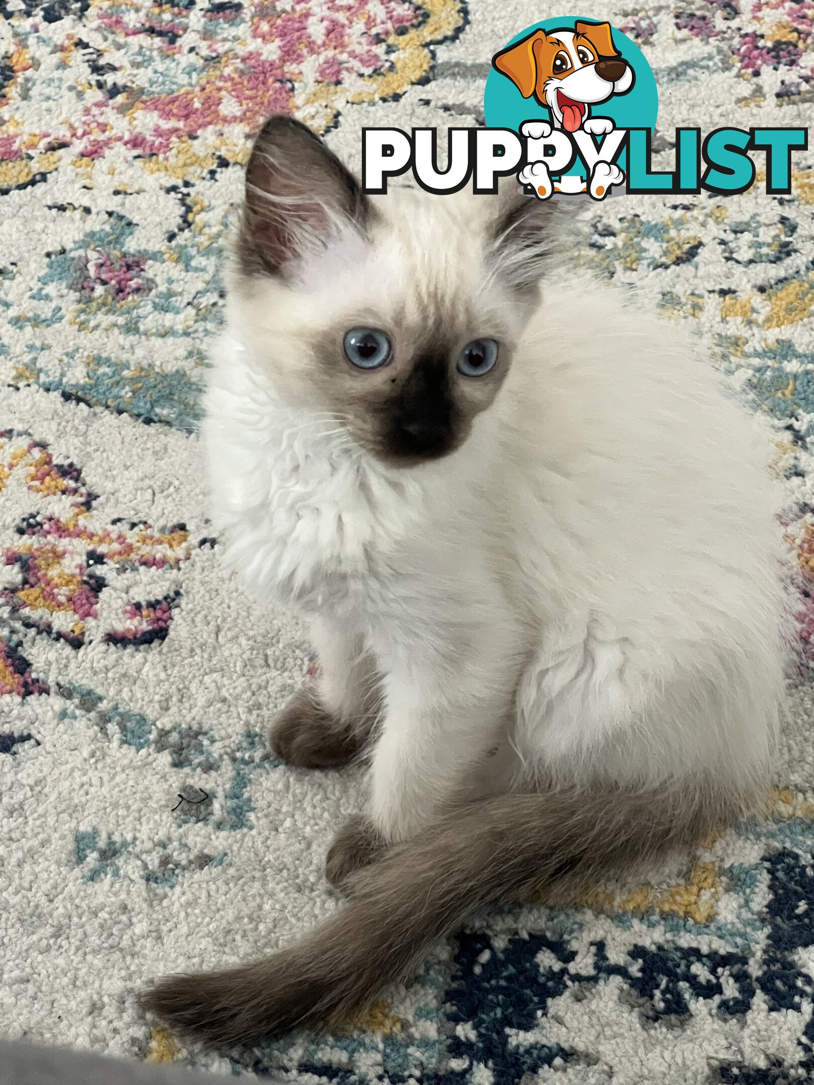 Pure breed Ragdoll