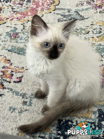 Pure breed Ragdoll