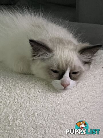 Pure breed Ragdoll