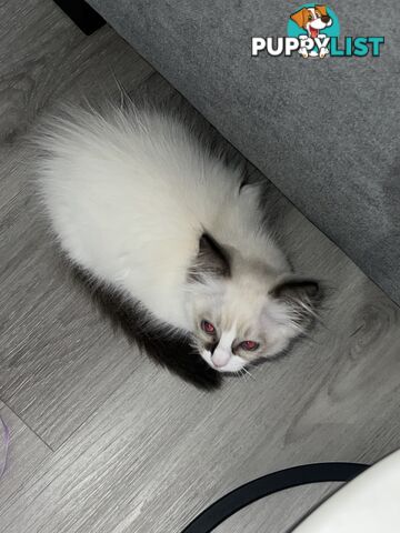 Pure breed Ragdoll