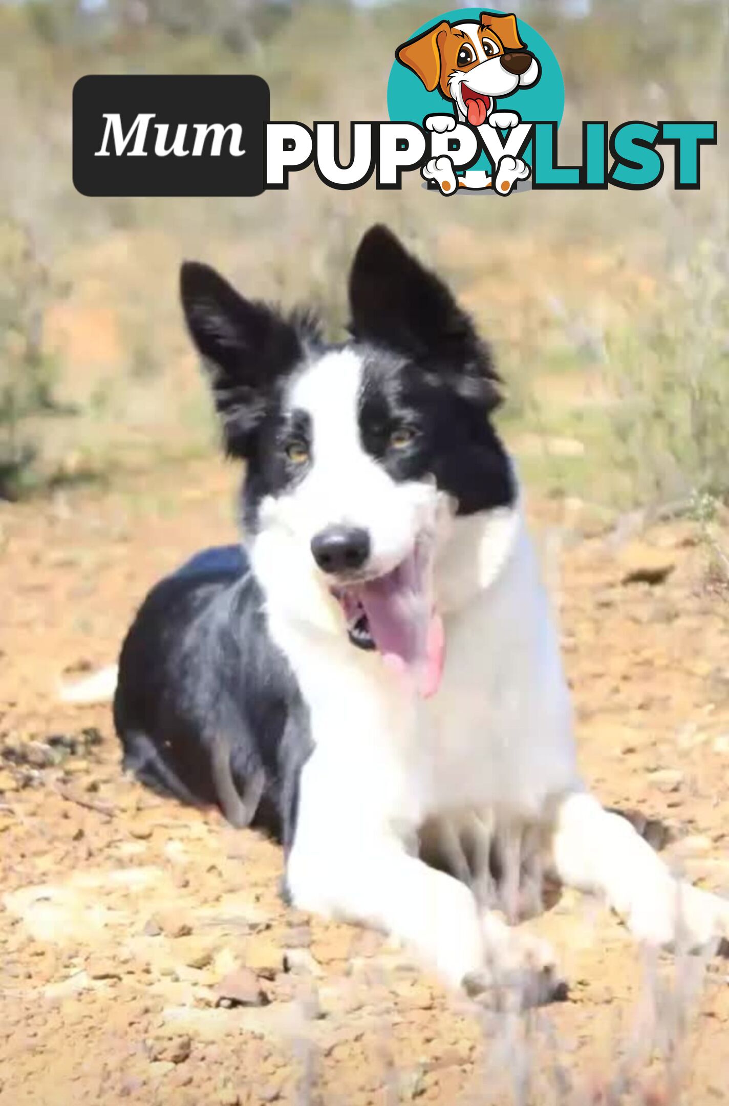 Border Collie Pups