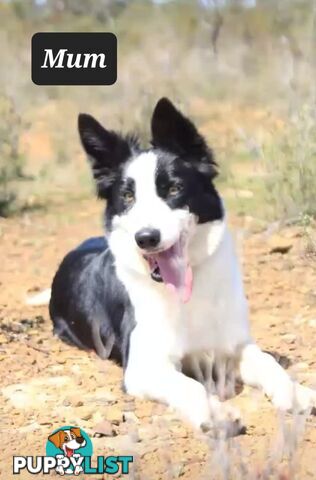 Border Collie Pups