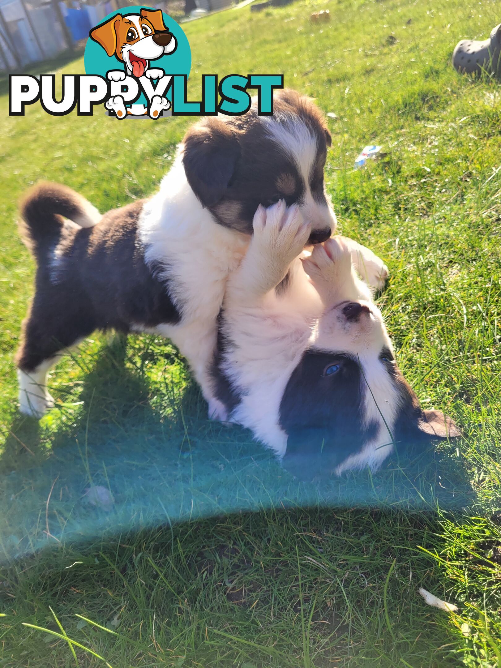 Border Collie Pups