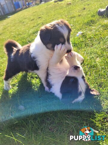 Border Collie Pups