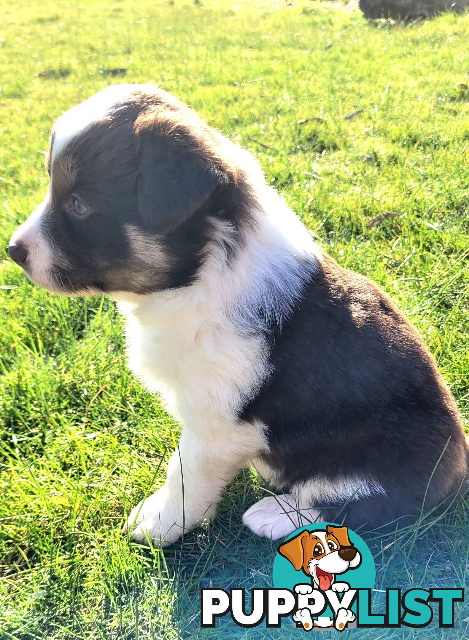 Border Collie Pups