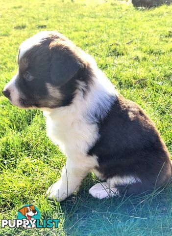 Border Collie Pups