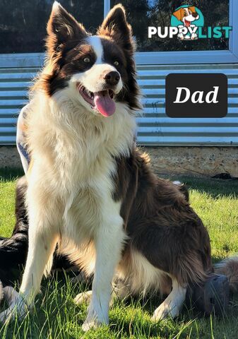 Border Collie Pups