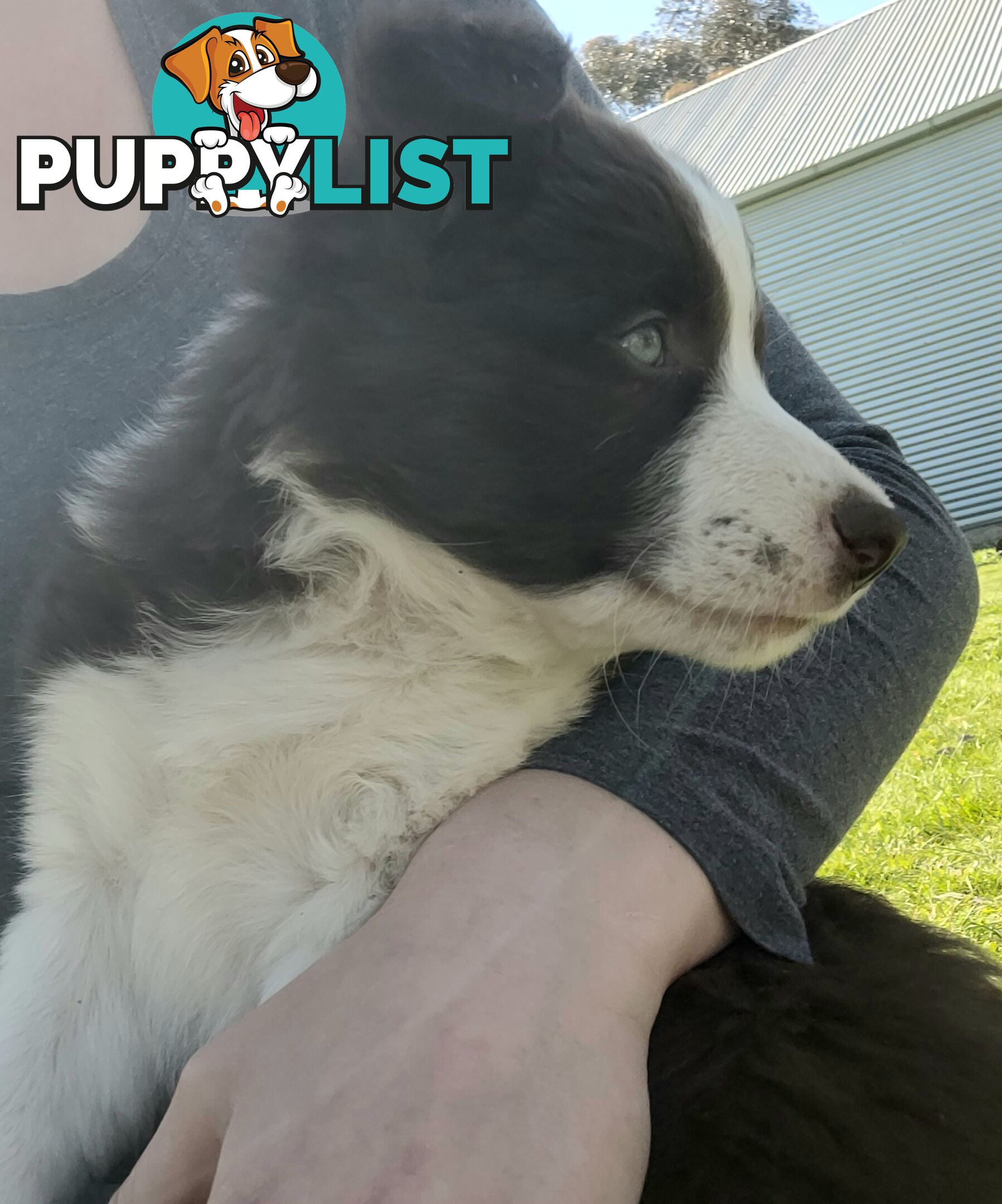 Border Collie Pups