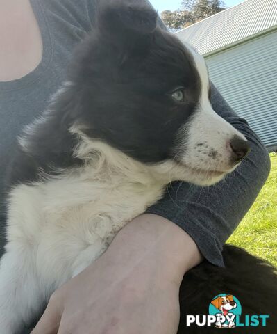 Border Collie Pups