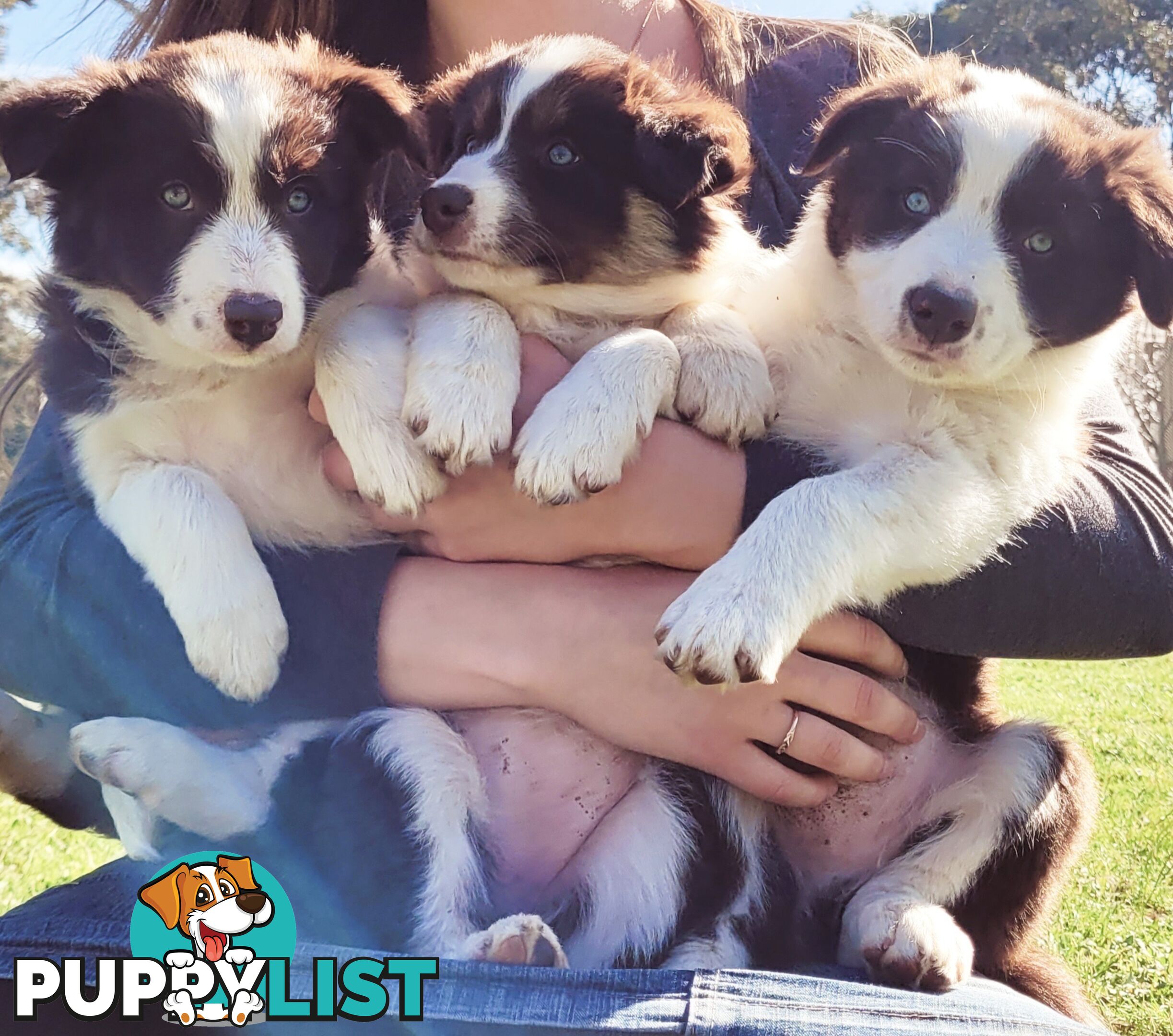 Border Collie Pups