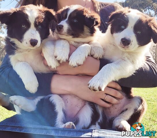 Border Collie Pups