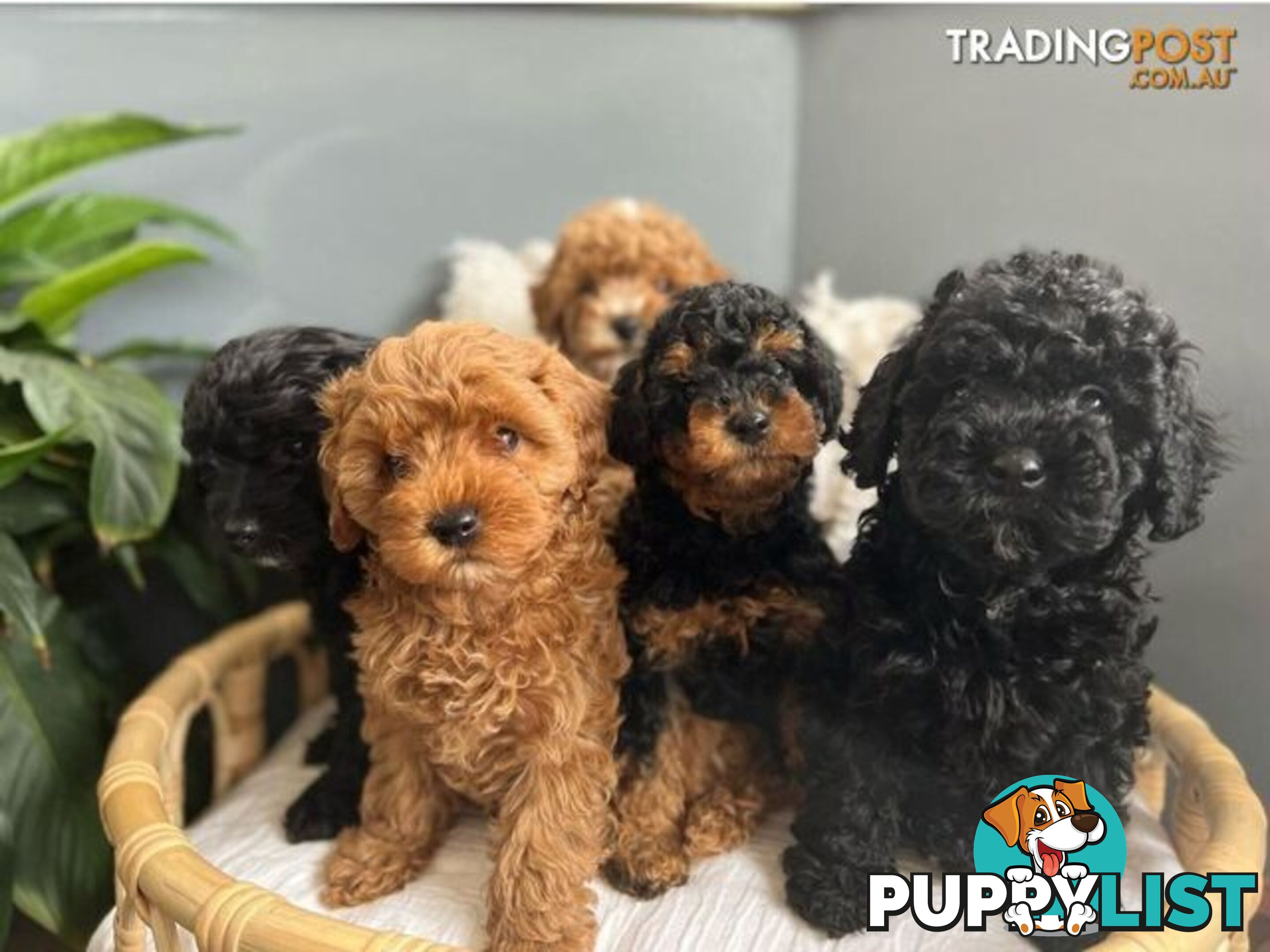 *Cavalier, Toy poodle and cavoodle stud dogs