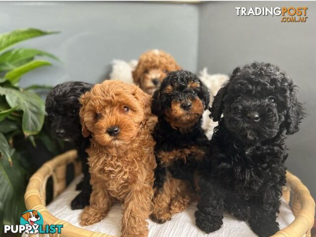 *Cavalier, Toy poodle and cavoodle stud dogs