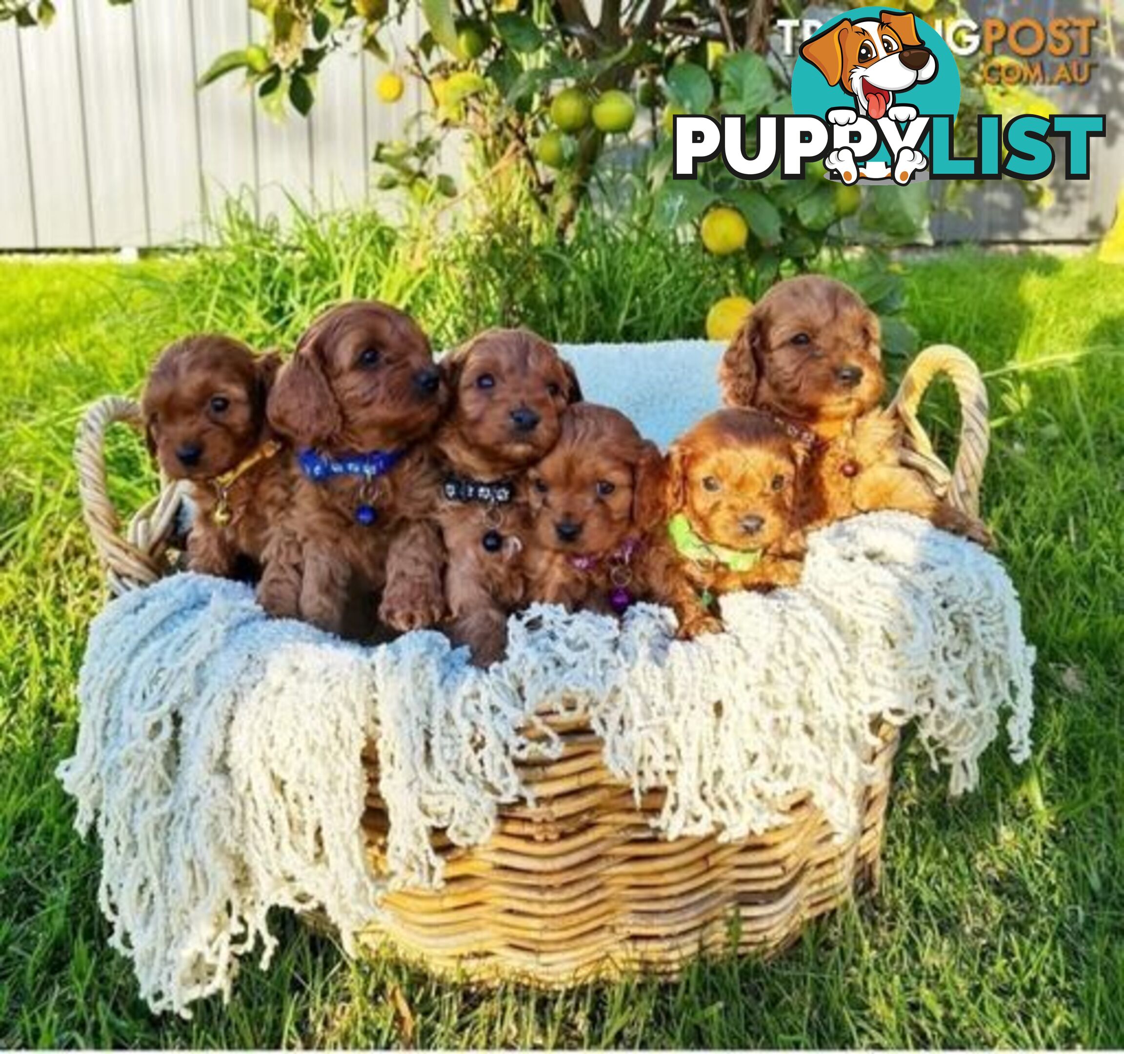 *Cavalier, Toy poodle and cavoodle stud dogs