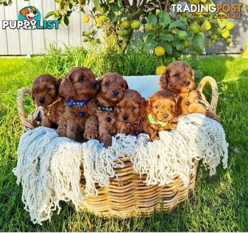 *Cavalier, Toy poodle and cavoodle stud dogs