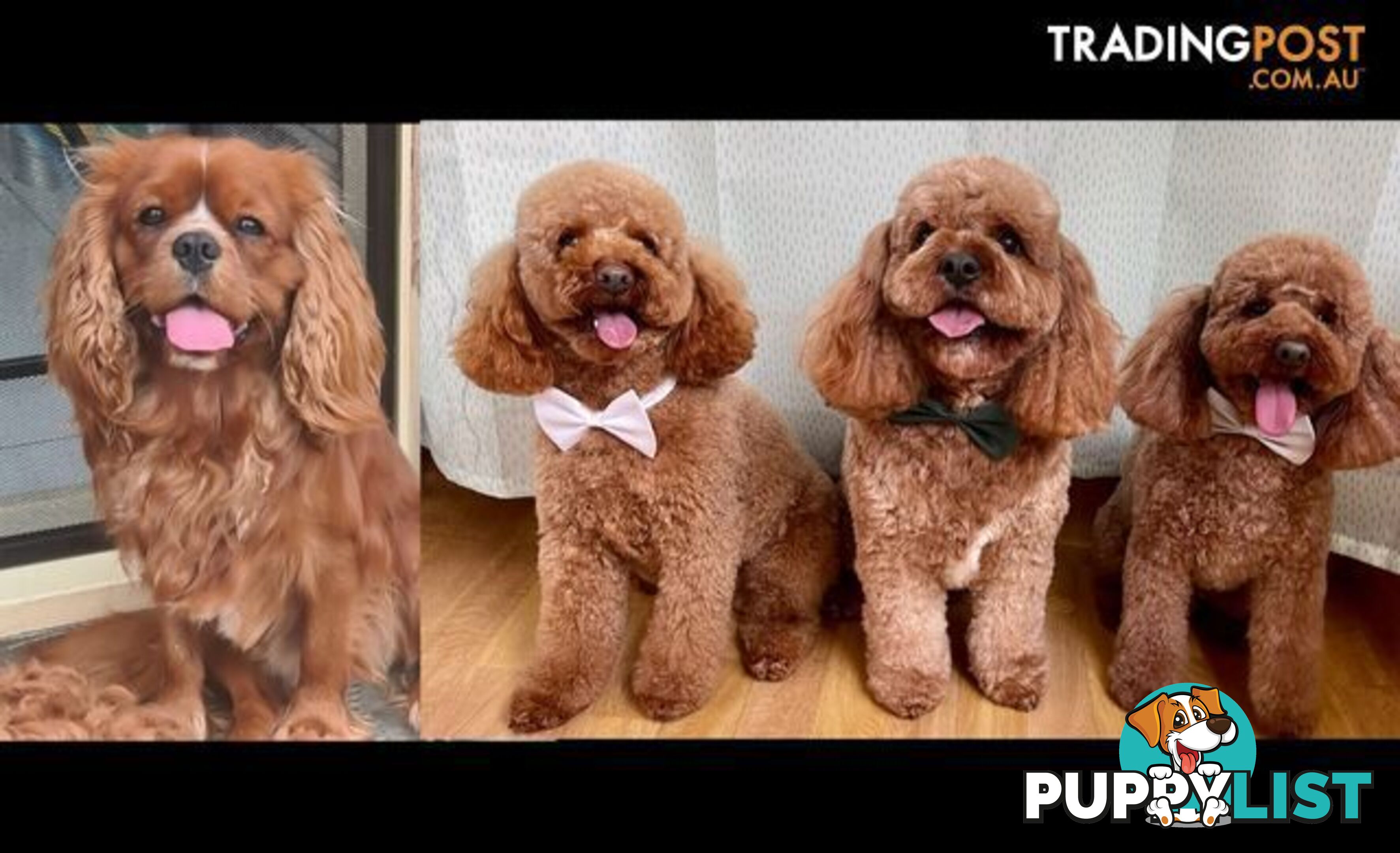 *Cavalier, Toy poodle and cavoodle stud dogs